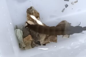 地点①-4_飯高町森で採集した生き物①