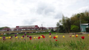 10 沿道のﾁｭｰﾘｯﾌﾟ