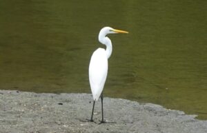 21 池で鳥がお出迎え