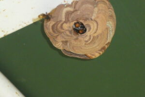 ㉚会場の天井に蜂の巣が「被害は有りませんでした」