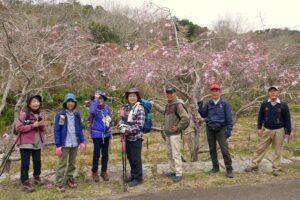 38_しだれ桜は、これから満開!