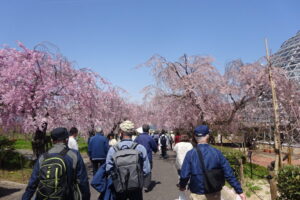 15 桜を愛でながら歩く