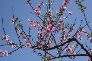 20 アーモンドの花