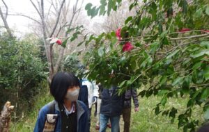 19 椿の咲く廃線跡