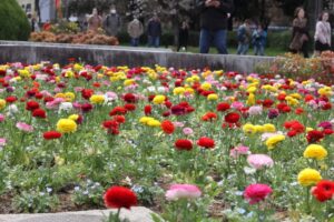 02 大阪城公園の花壇