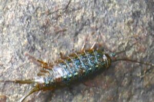 地点⑥-9_ふなむし(アップ)