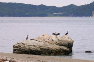 19_しろんご浜に到着!海鳥がお出迎え!