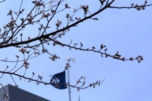 21_松阪市役所の桜は、咲き始め！