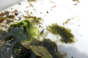 名張・地点①-5_採集した生き物③