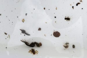 地点⑤-6_その他の生き物たち