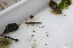 名張・地点①-3_採集した生き物①