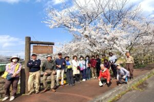 38_満開まであと少しでも、とても綺麗