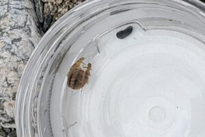 地点⑤-4_平べったい 生き物たち