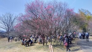 12 梅まつり会場