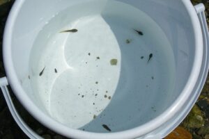 地点③-8_採集した生き物たち