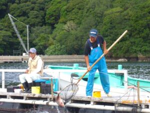 ② 8時前の放流 沢山タイ等入れてくれました