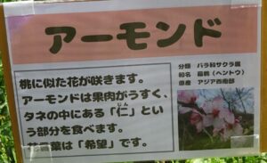 21 アーモンドの説明板