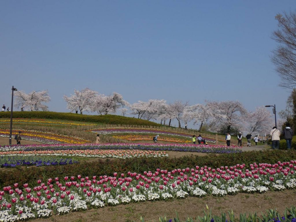 馬見チューリップフェア