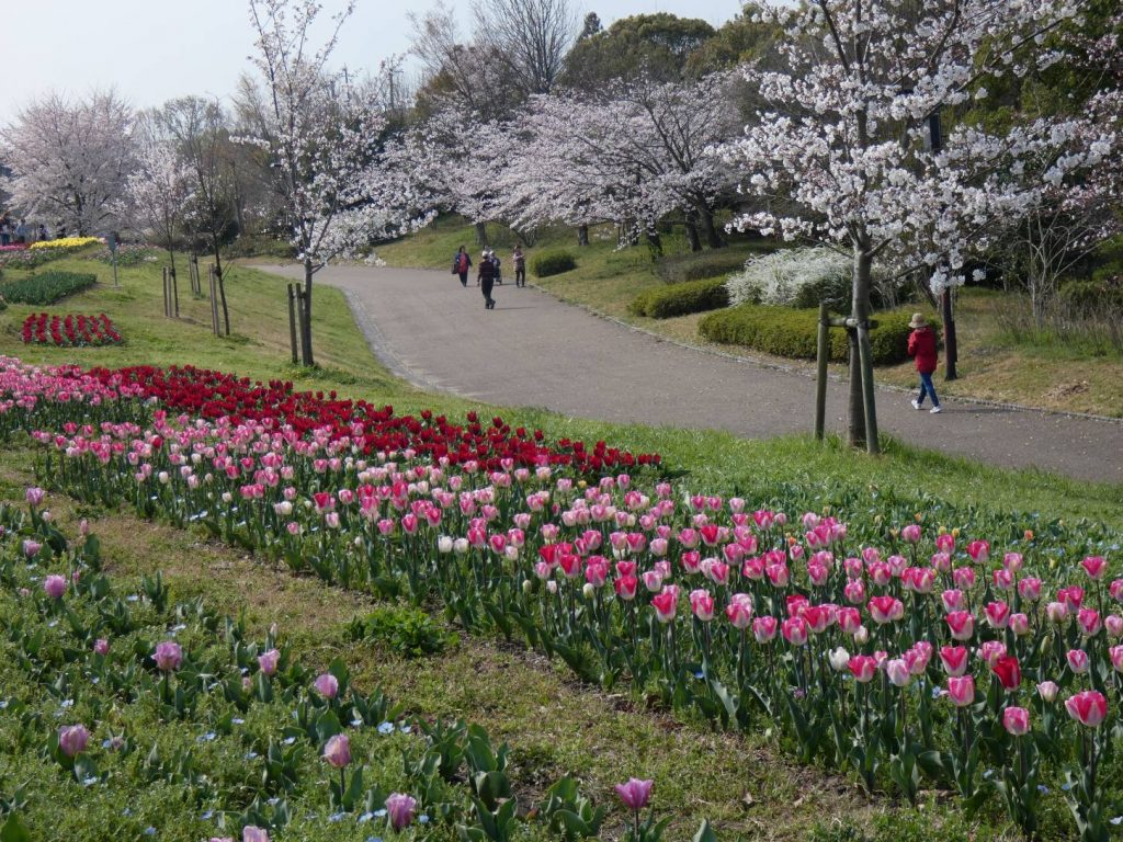 馬見チューリップフェア