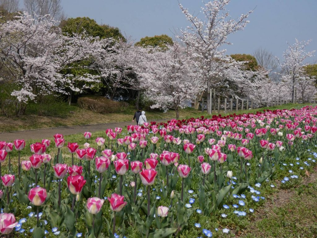 馬見チューリップフェア