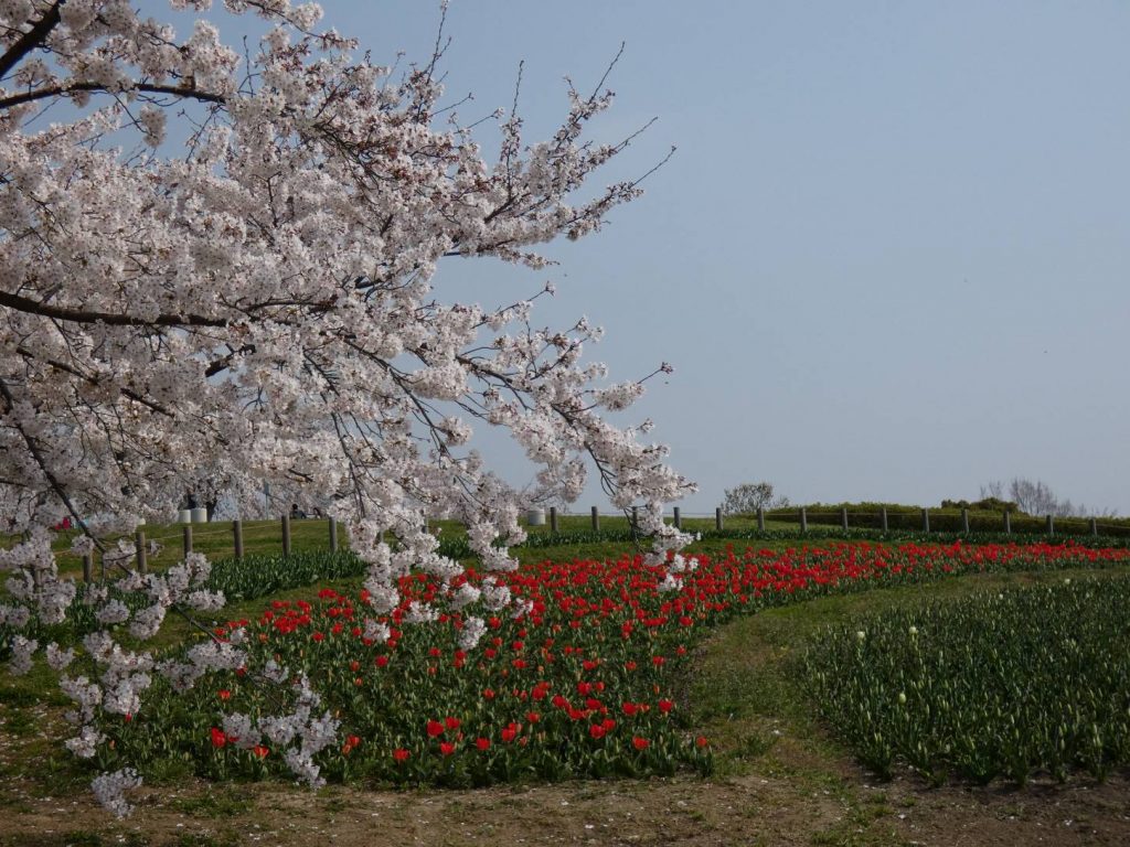 馬見チューリップフェア