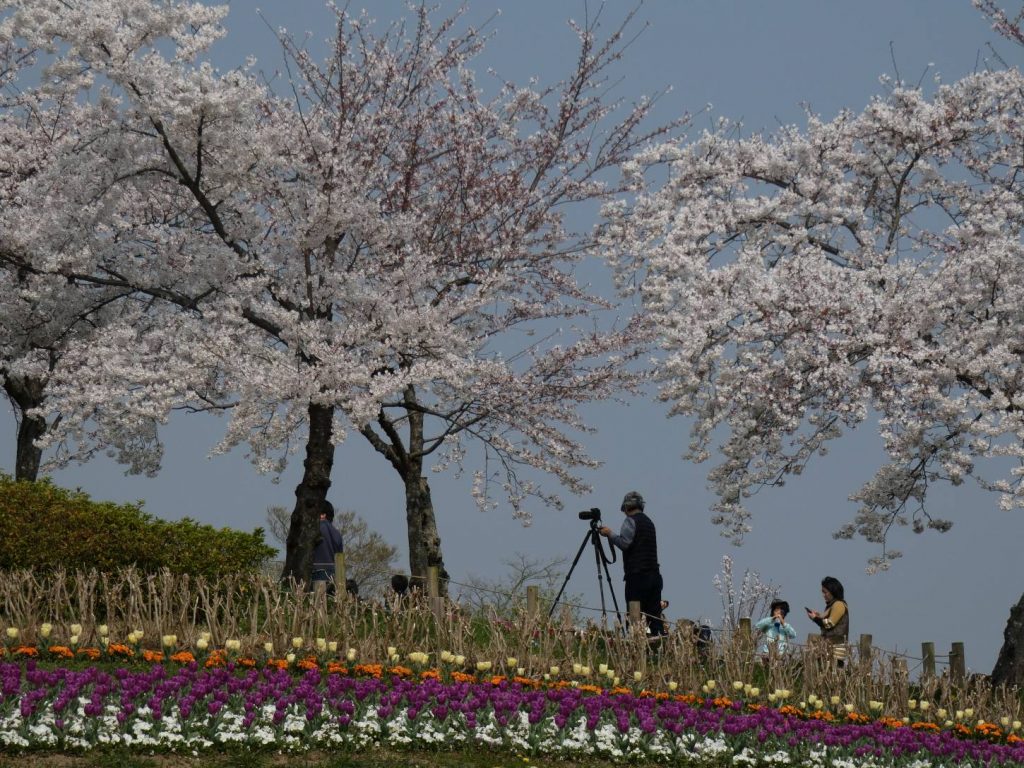 馬見チューリップフェア