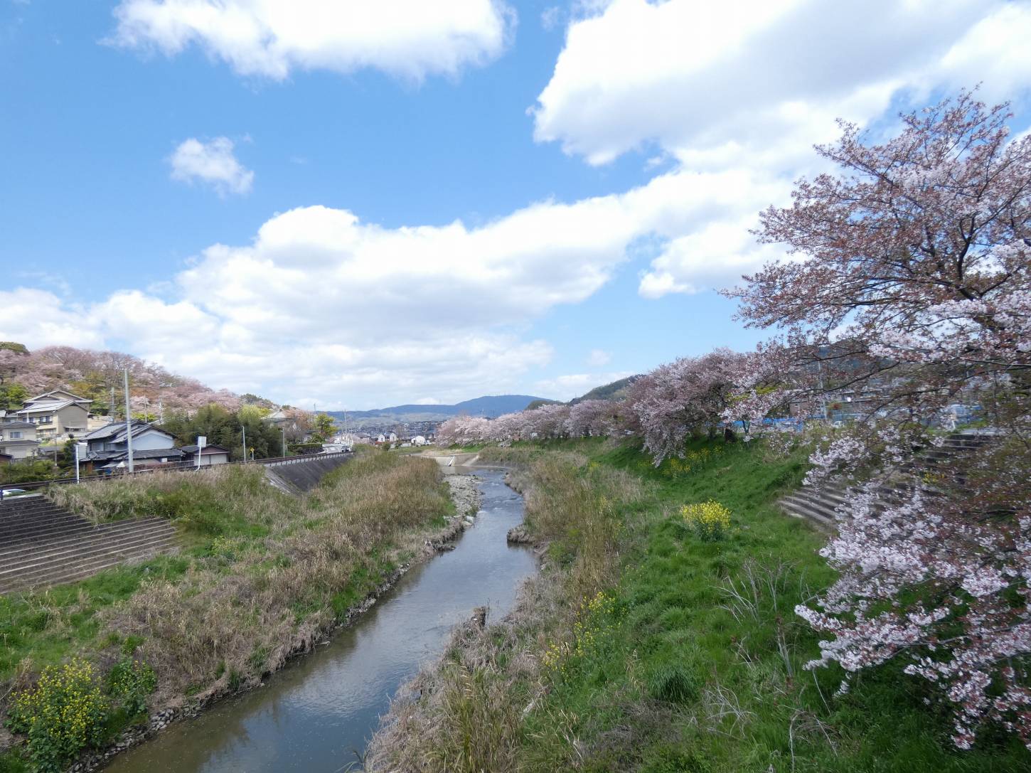 竜田川河畔の桜　葉桜寸前
