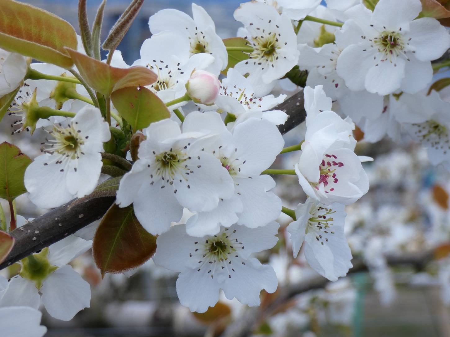 斑鳩町神南の梨園は白い花がほぼ満開