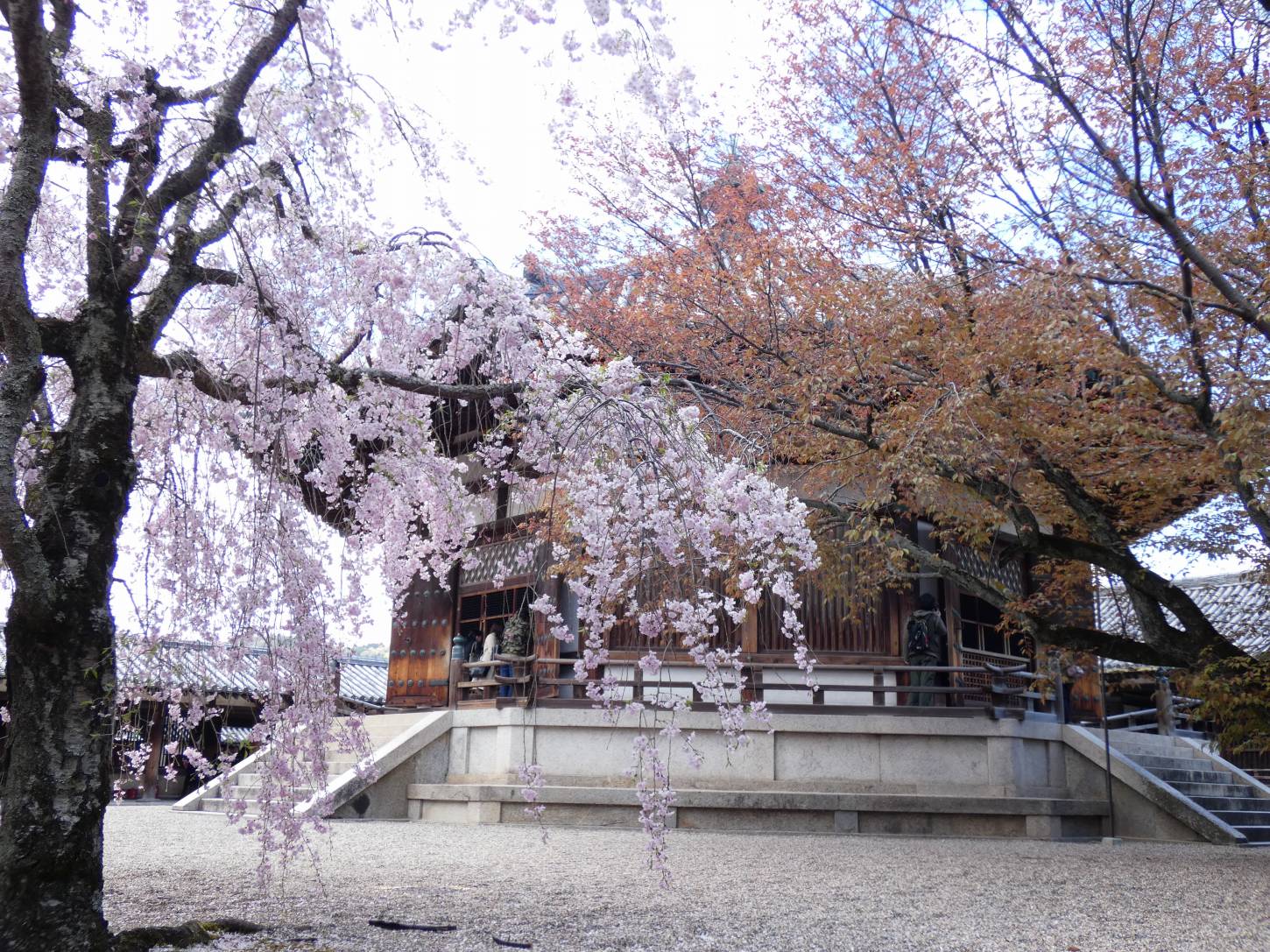 夢殿前のシダレサクラ