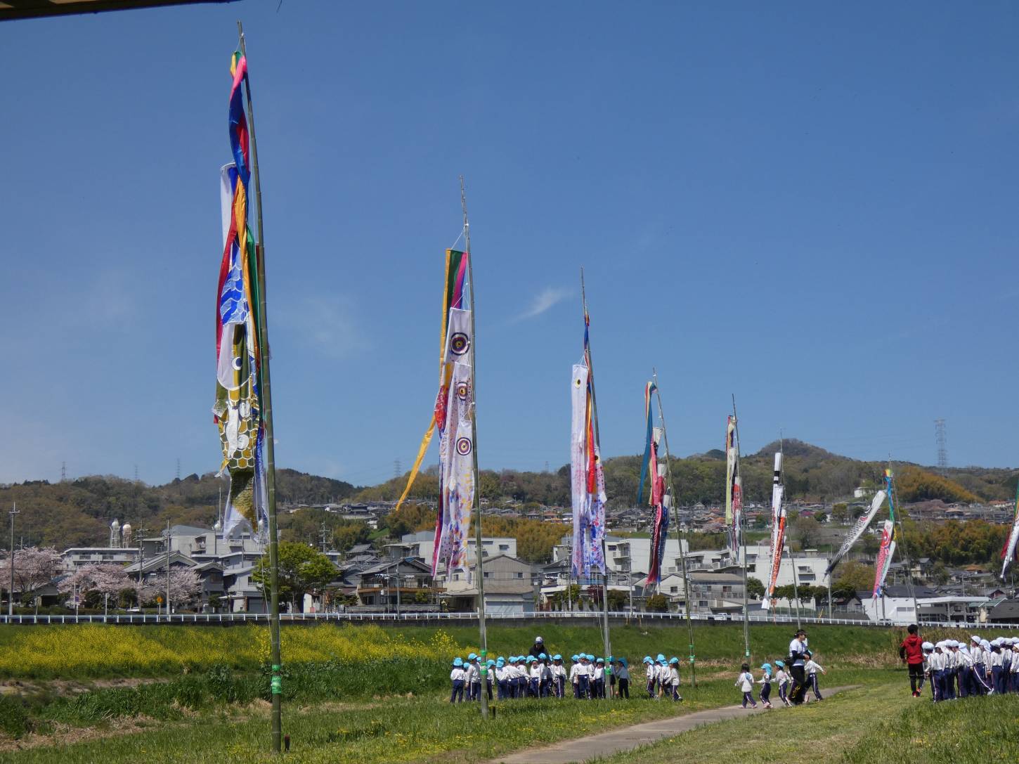 大和川に翻る鯉のぼり