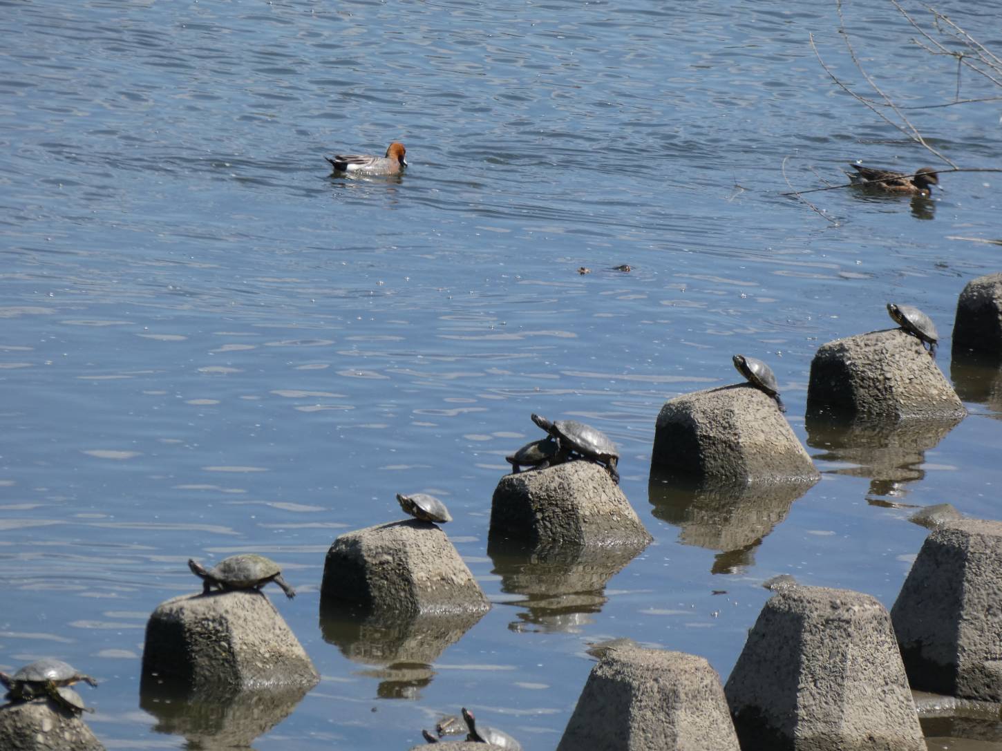 大和川に翻る鯉のぼり