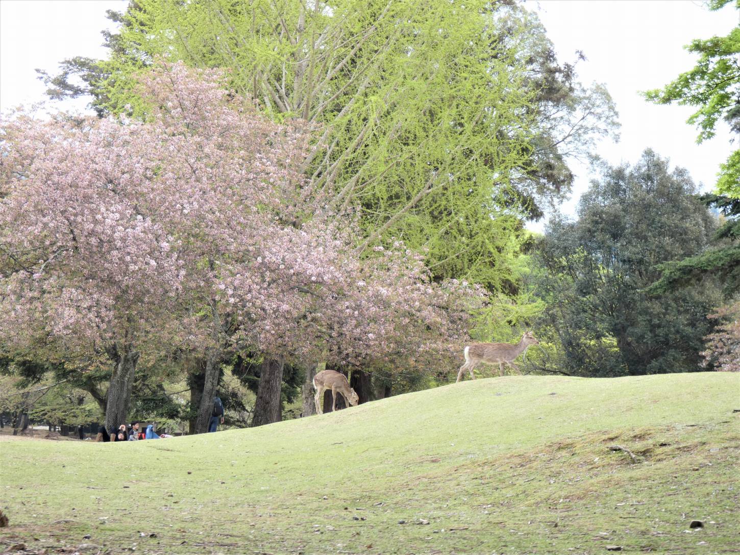 奈良公園の桜