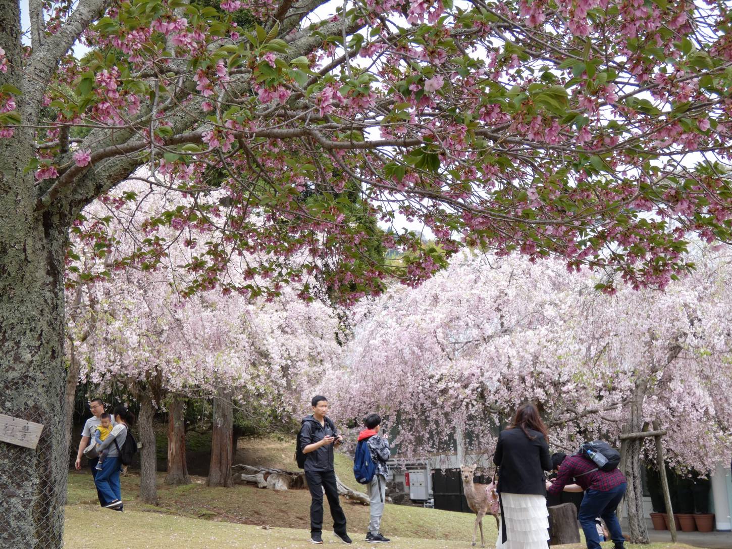 奈良公園の桜