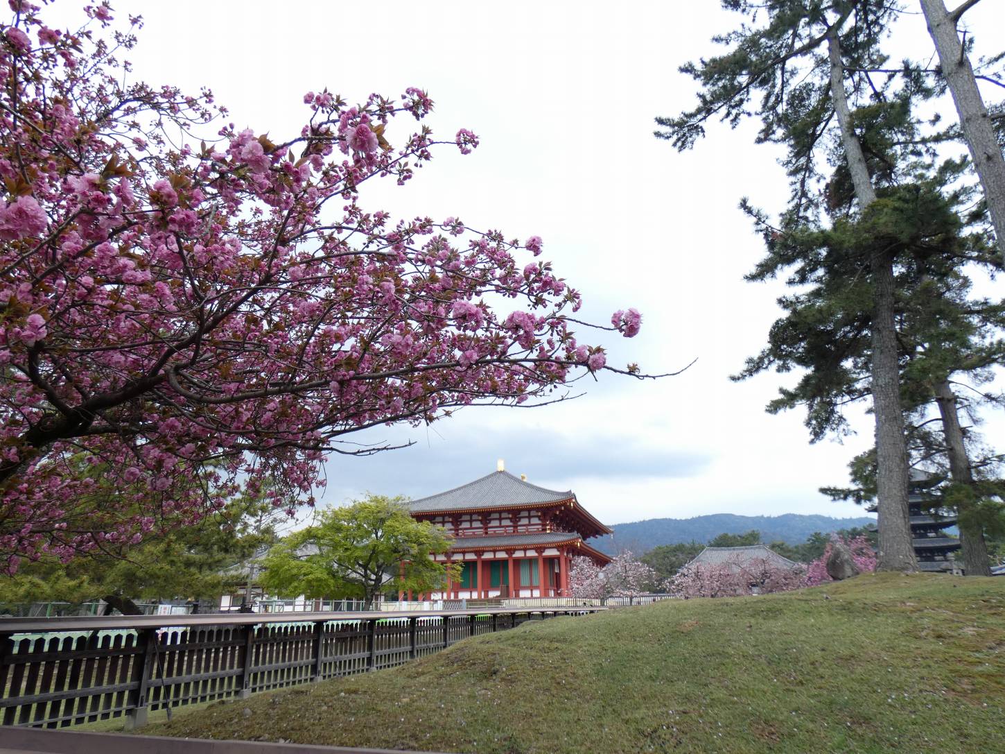 奈良公園の桜