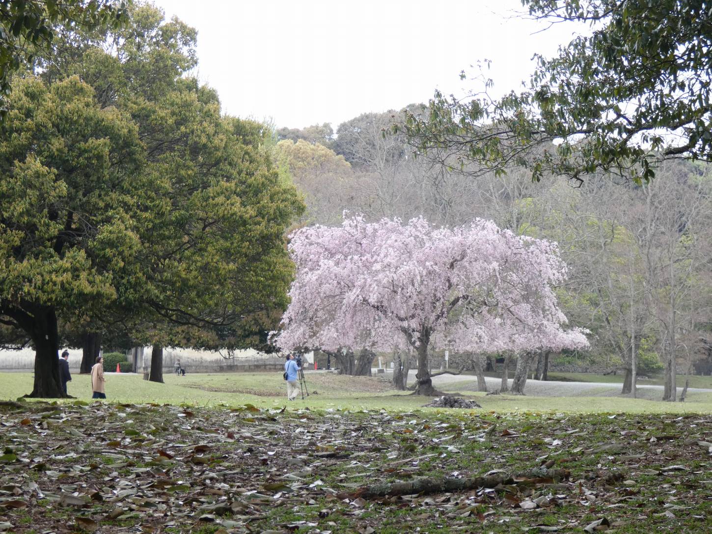 正倉院南のシダレサクラ