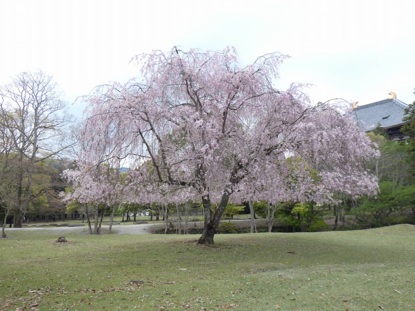正倉院南のシダレサクラ