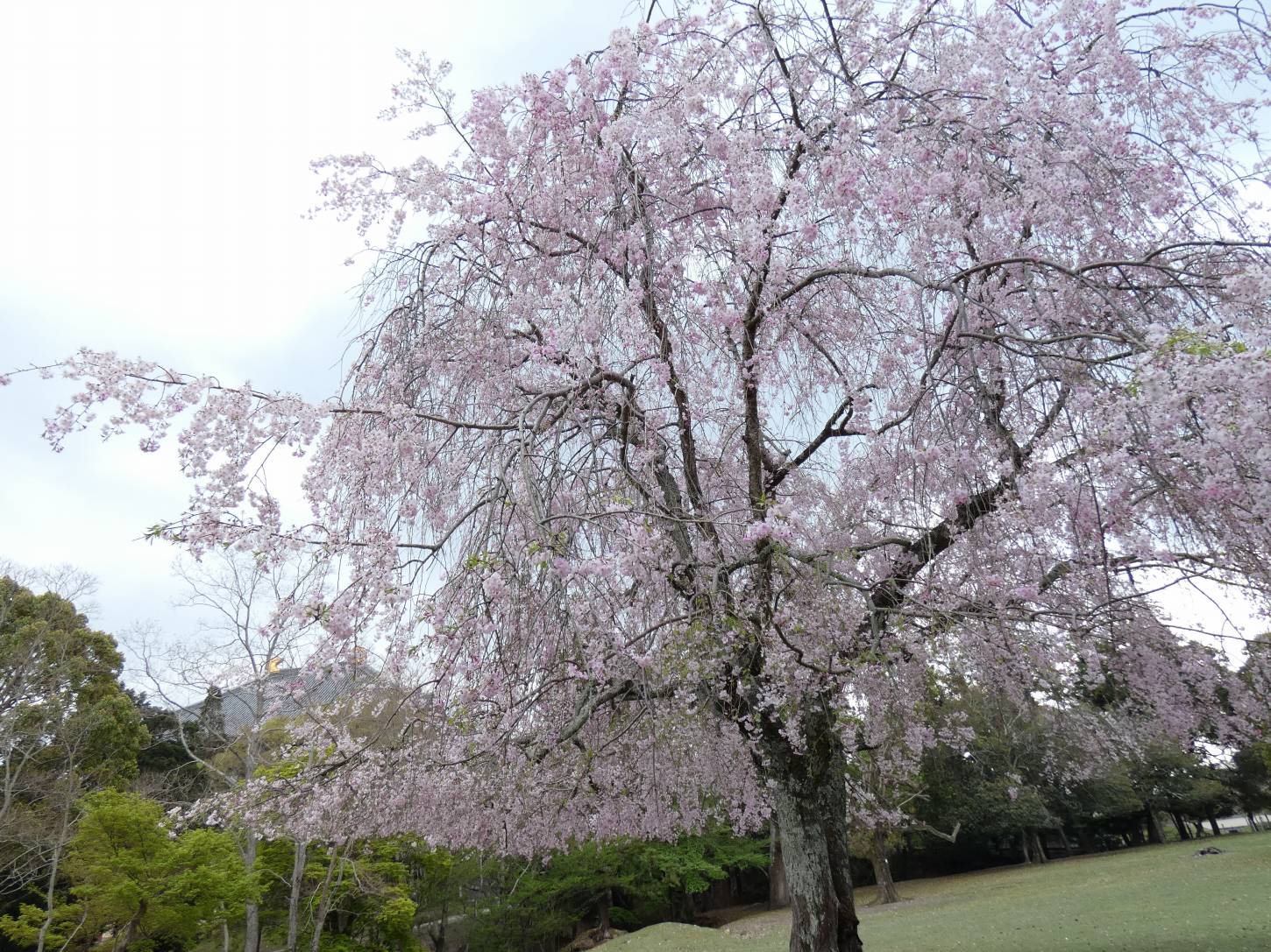 正倉院南のシダレサクラ