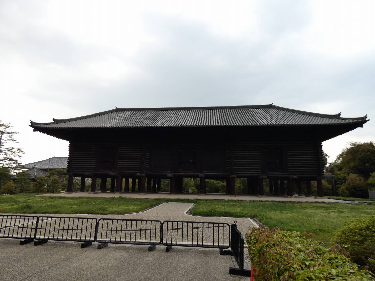 正倉院南のシダレサクラ