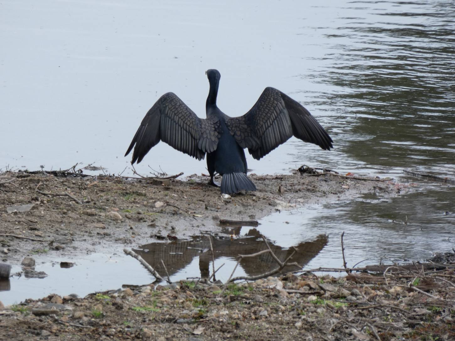 正倉院南のシダレサクラ