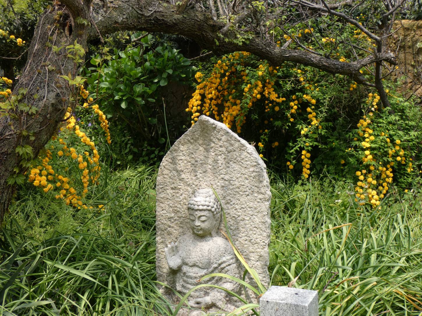 ヤマブキの咲く般若寺へ