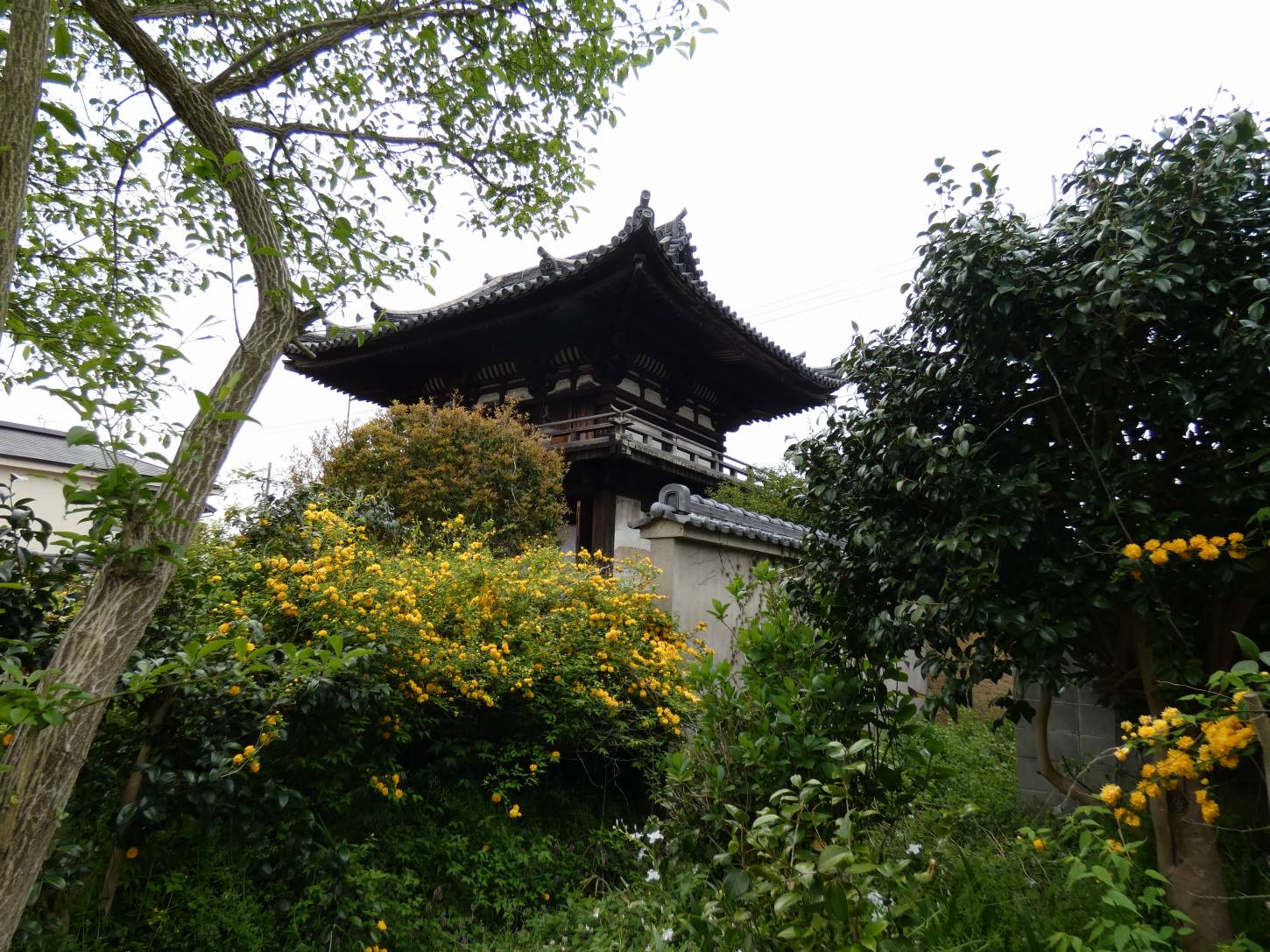 ヤマブキの咲く般若寺へ