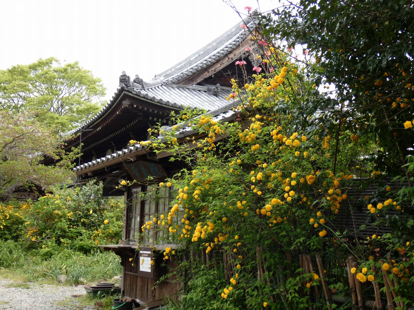 ヤマブキの咲く般若寺へ