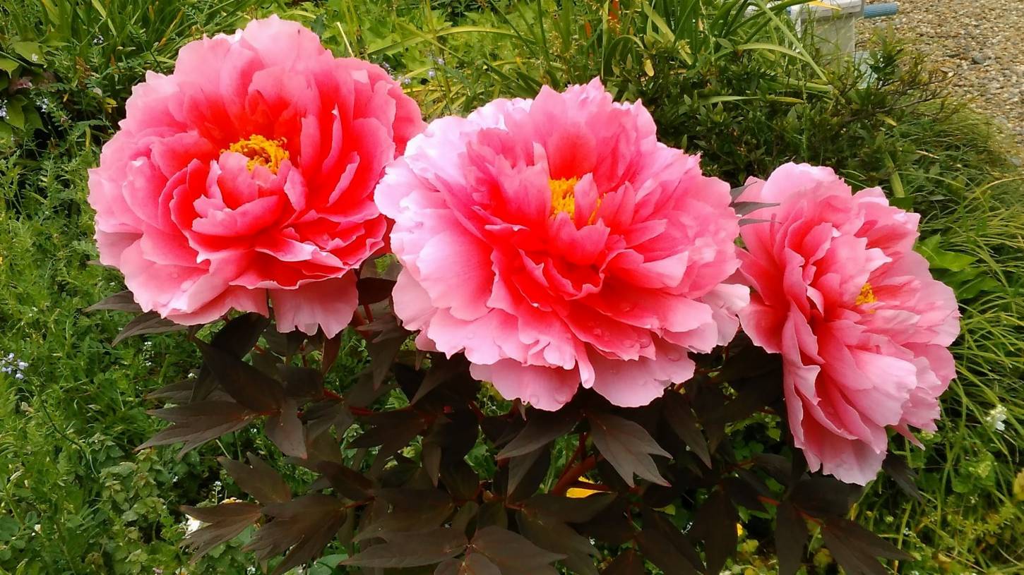 八重桜と牡丹の新家長福寺