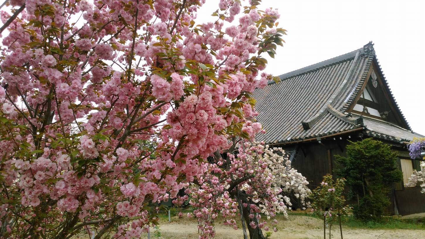 八重桜と牡丹の新家長福寺