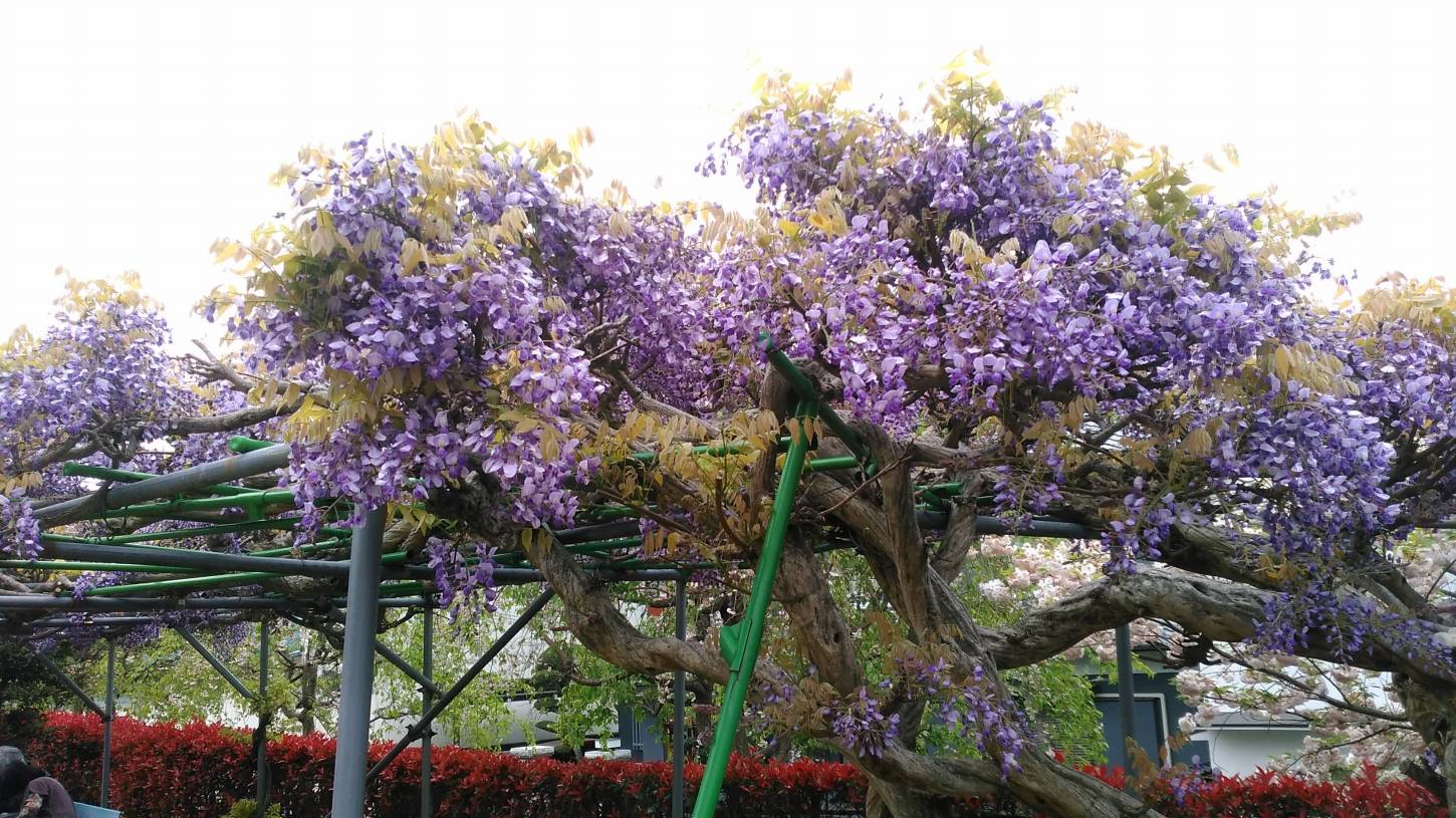 八重桜と牡丹の新家長福寺