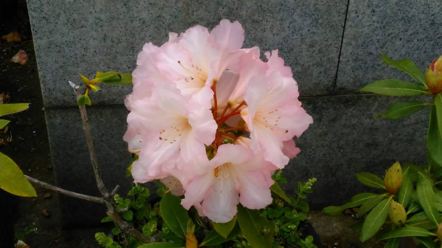 八重桜と牡丹の新家長福寺