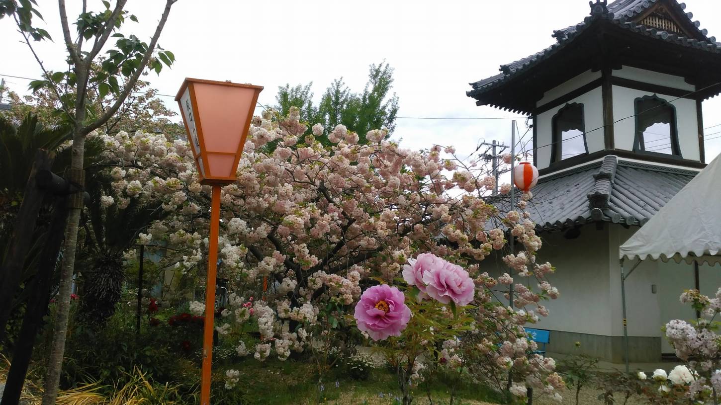 八重桜と牡丹の新家長福寺