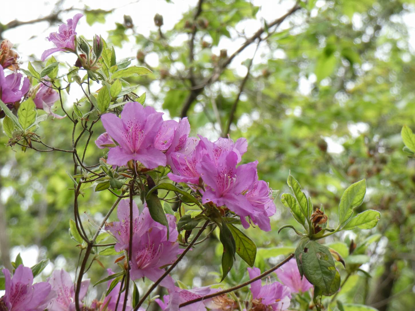 奈良民俗博物館