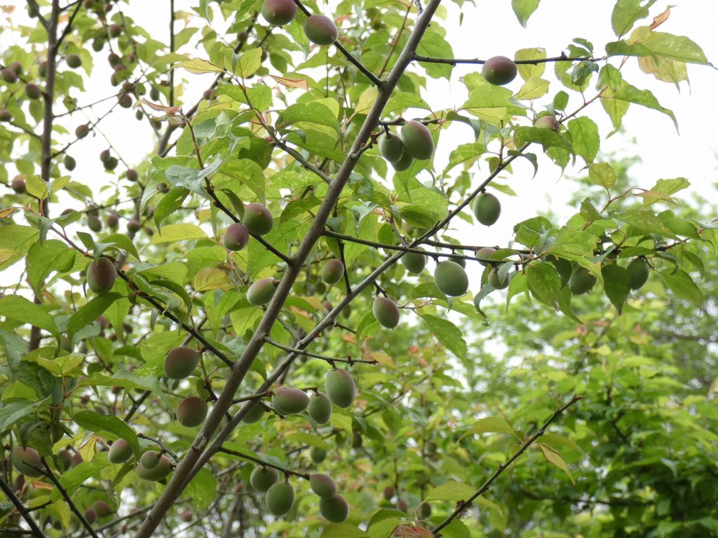 奈良民俗博物館