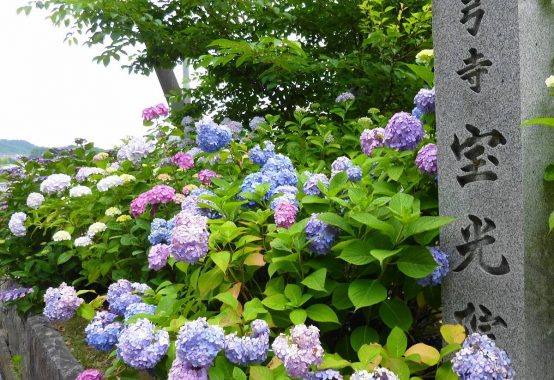 長弓寺「あじさい」